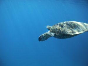 a turtle swimming under water