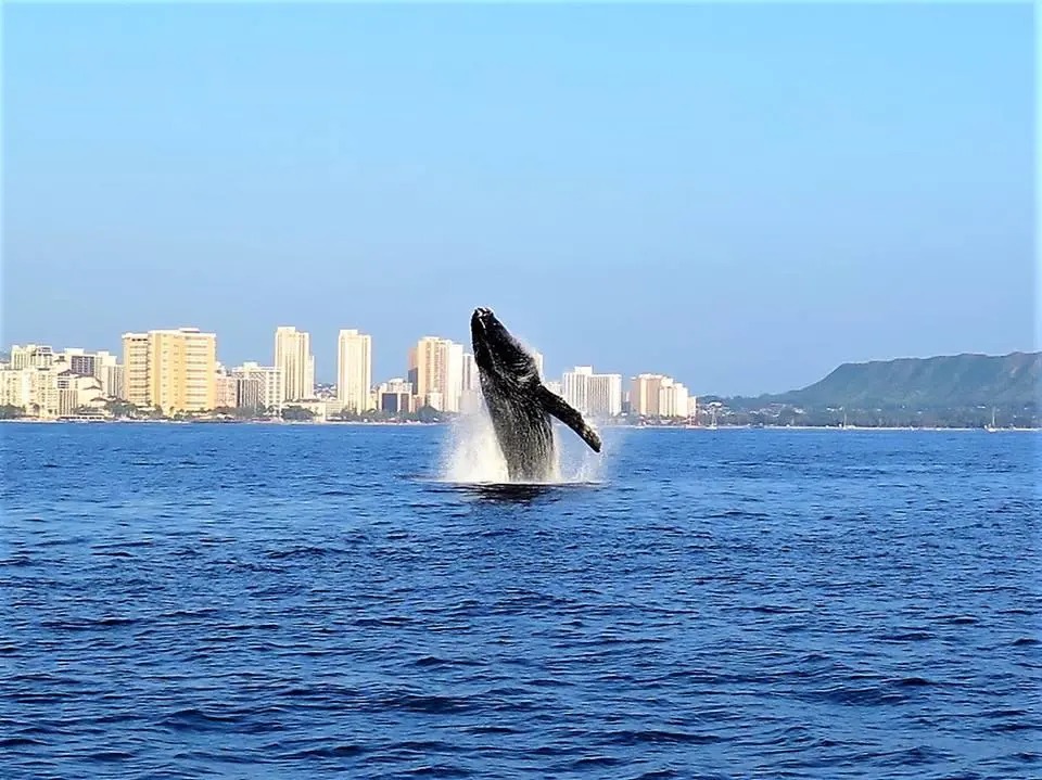 Honolulu-Whale-Watch-image-1