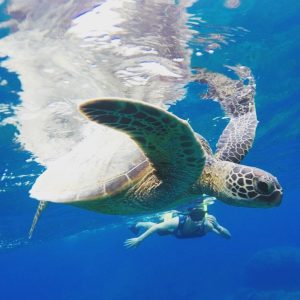 people snorkeling with turtles off the coast of Waikiki with pure aloha adventures