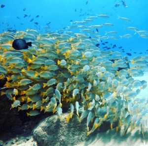 school of fish swimming in clear water