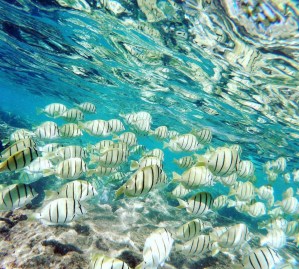 convict tang fish swimming over a reef in crystal clear water