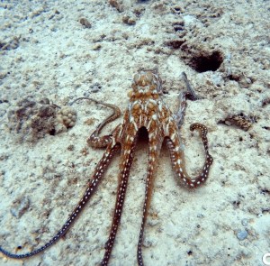 white and brown octopus on a reef