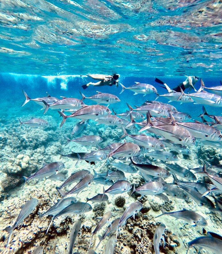 Oahu snorkeling tours
