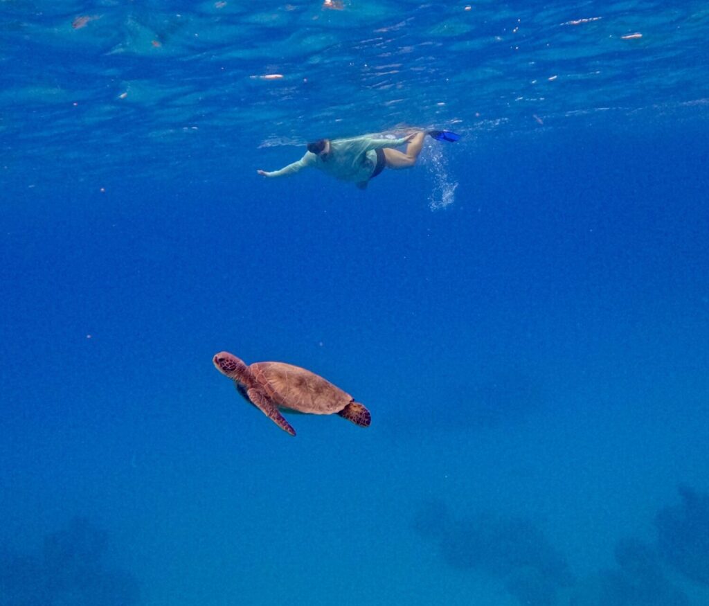 man swimming with turtle cropped
