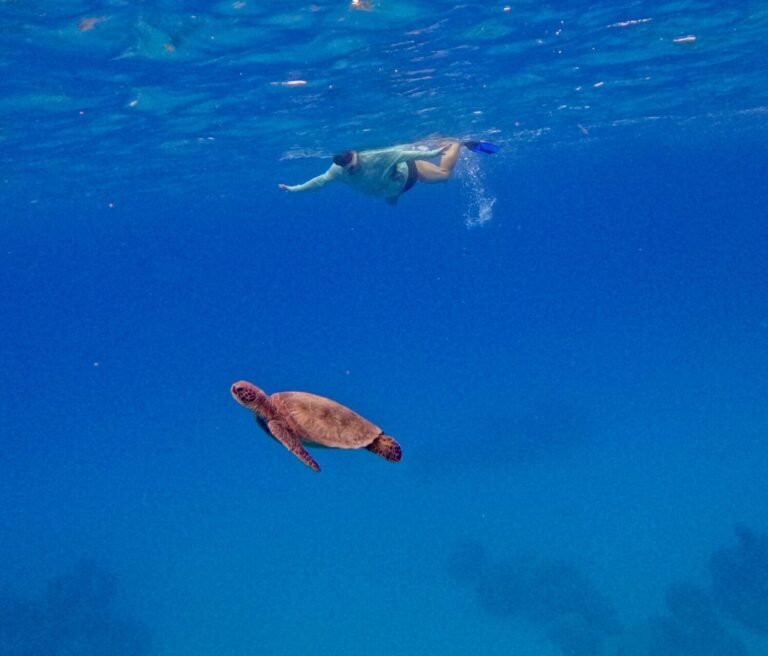 man swimming with turtle cropped