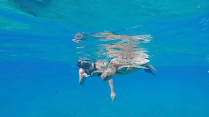 Pure Aloha Adventures- Hanauma Bay Snorkel Tour place picture