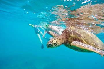 2 people snorkeling with a turtle swimming under water