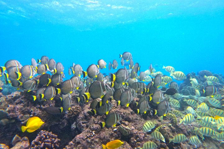 underwater view of a coral reef with tropical fish swimming on it