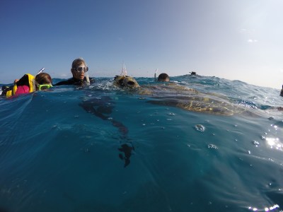 sea turtle surfacing to breathe while snorkelers watch off the coast of Waikiki with Pure Aloha Adventures