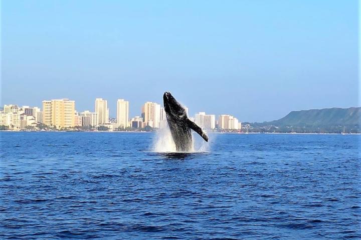 Whale breaching off the coast of Waikiki during a whale watching tour at Pure Aloha Adventures in Honolulu, Hawaii