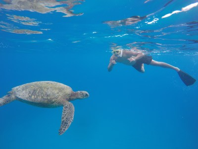 gentleman snorkeling with a giant sea turtle in Honolulu Hawaii