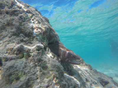 white spotted moray eel in the rocks