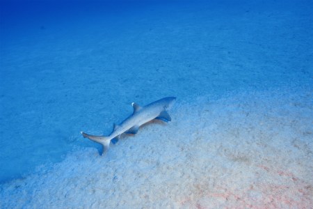 white tip reef shark laying in the sand on the ocean floor