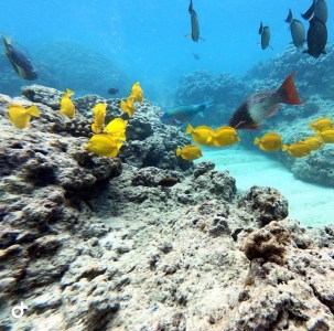 colorful reef fish swimming on coral reef in Hawaii