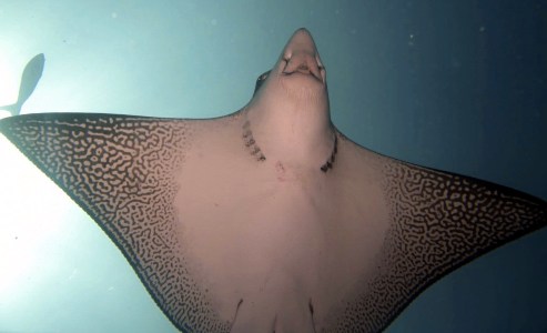 underside of a spotted eagle ray